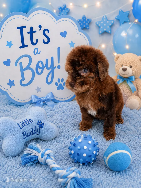 Niko – Poodle - Toy  puppy for sale in Coral Gables, FL