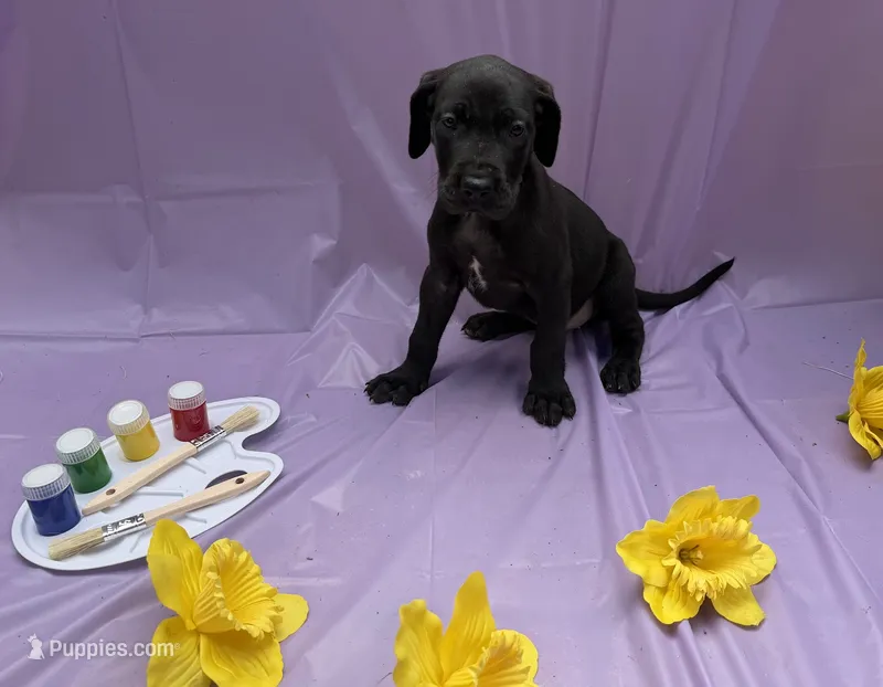 Purple – Great Dane puppy for sale in Odessa, TX