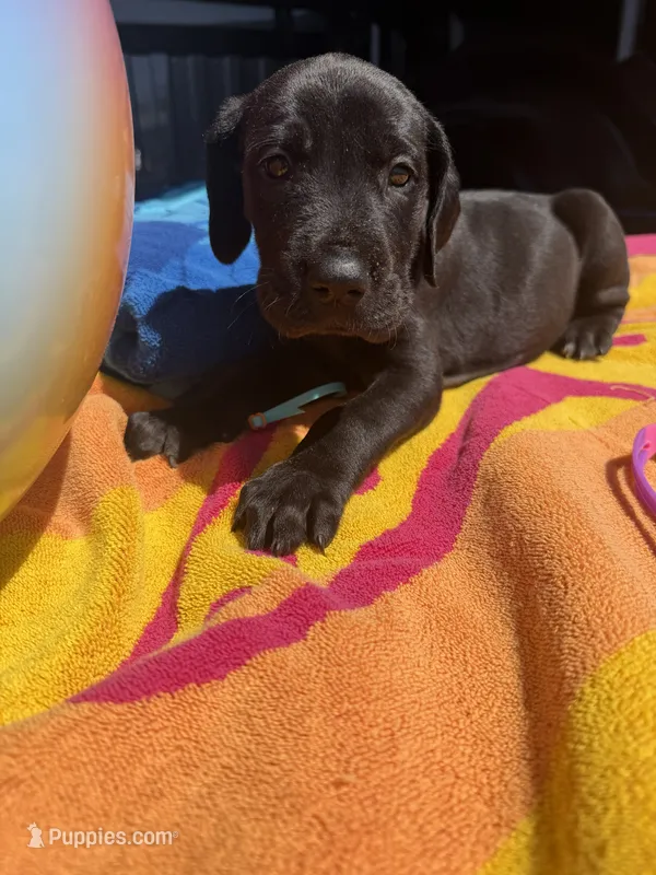 Yellow – Great Dane puppy for sale in Odessa, TX