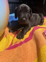 Yellow, a male Great Dane for sale in Odessa, TX – 1 of 4