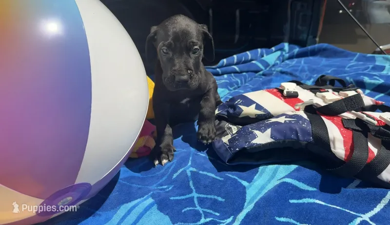 Red – Great Dane puppy on hold in Odessa, TX