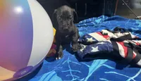 Red, a male Great Dane for sale in Odessa, TX – 1 of 5