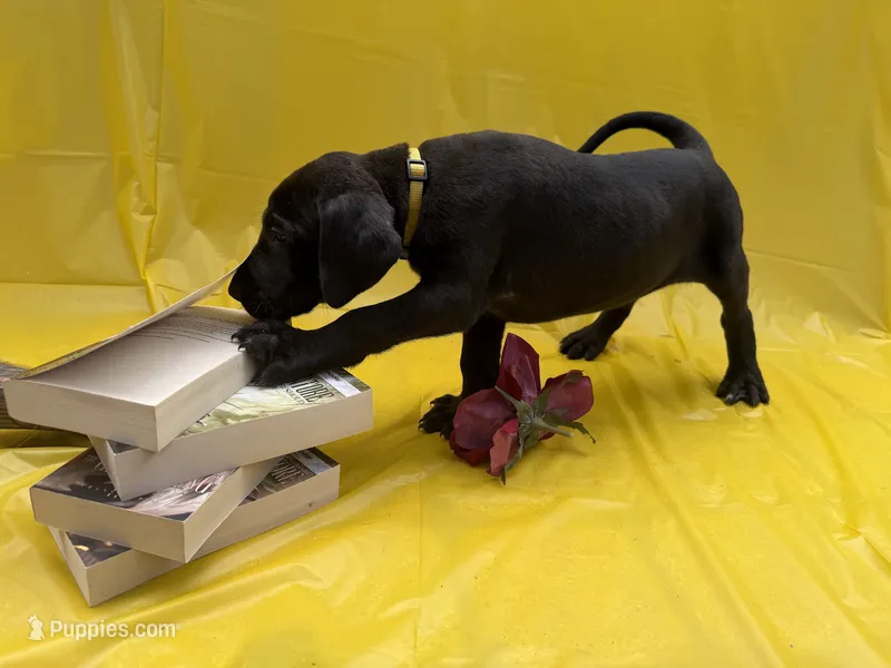 Yellow – Great Dane puppy for sale in Odessa, TX