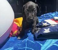 Red, a male Great Dane for sale in Odessa, TX – 2 of 5