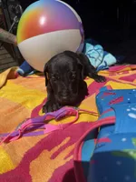 Purple, a male Great Dane for sale in Odessa, TX – 3 of 5