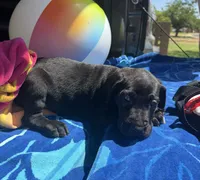 Red, a male Great Dane for sale in Odessa, TX – 4 of 5