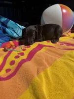Yellow, a male Great Dane for sale in Odessa, TX – 4 of 4