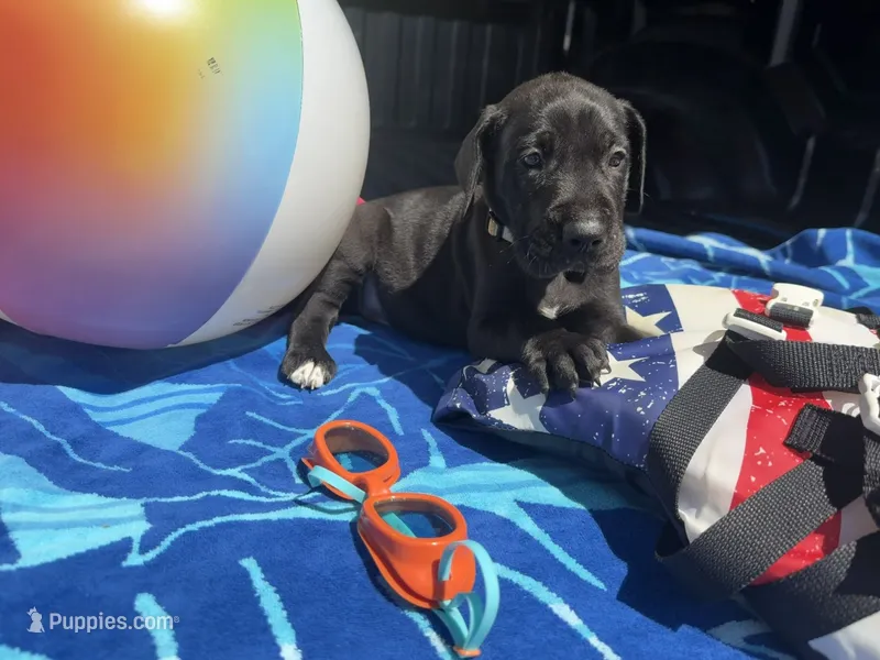 white – Great Dane puppy on hold in Odessa, TX