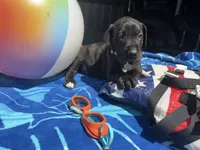 white, a male Great Dane for sale in Odessa, TX – 1 of 2