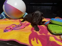 Purple, a male Great Dane for sale in Odessa, TX – 5 of 5