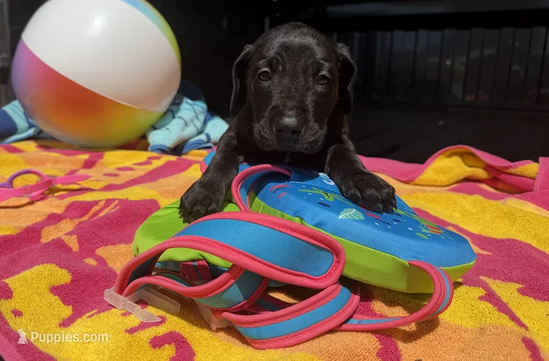 Purple – Great Dane puppy for sale in Odessa, TX