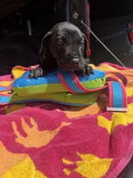 Purple, a male Great Dane for sale in Odessa, TX – 2 of 5