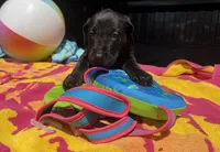 Purple, a male Great Dane for sale in Odessa, TX – 4 of 5