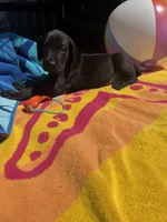 Yellow, a male Great Dane for sale in Odessa, TX – 2 of 4