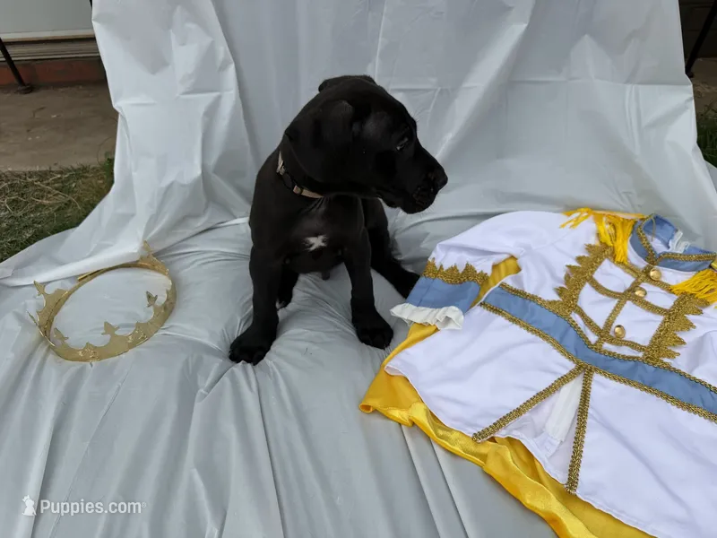 white – Great Dane puppy for sale in Odessa, TX