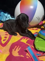 Yellow, a male Great Dane for sale in Odessa, TX – 3 of 4