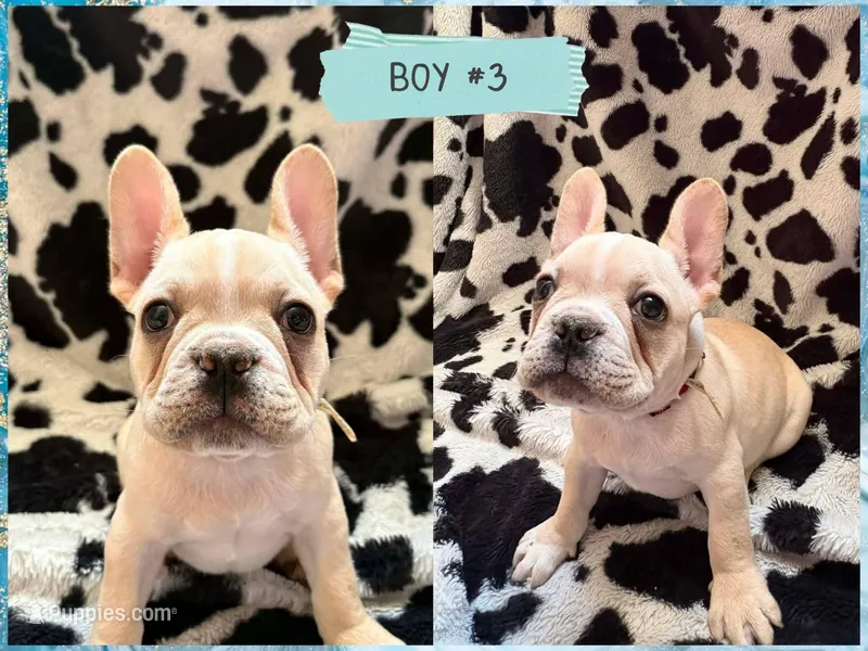 Arlo – French Bulldog puppy for sale in Crystal River, FL