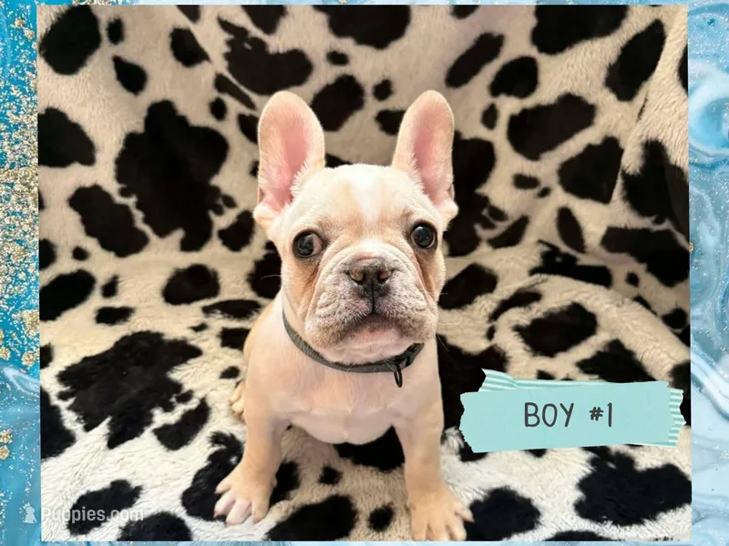 Merlin  – French Bulldog puppy for sale in Crystal River, FL