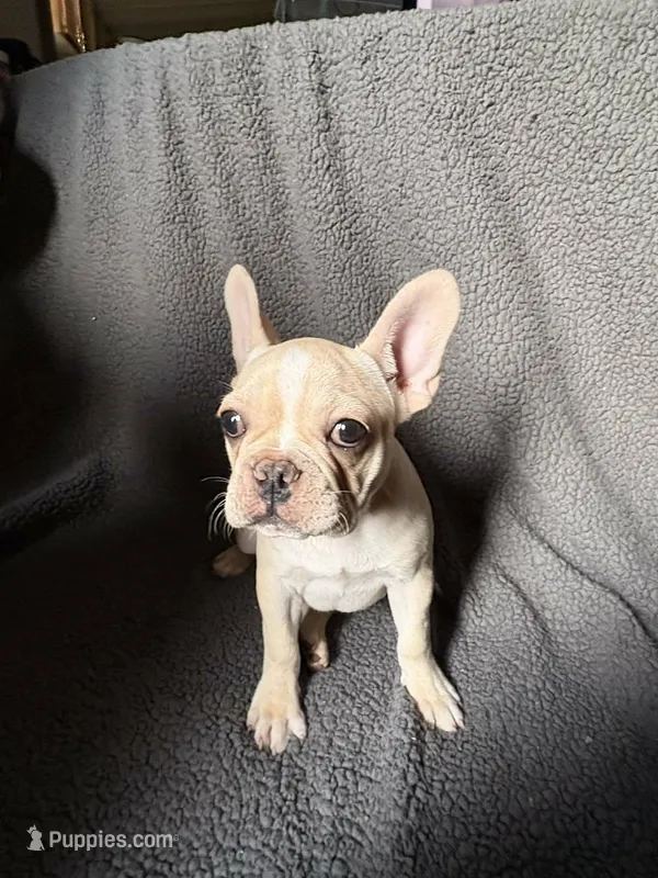 Merlin  – French Bulldog puppy for sale in Crystal River, FL