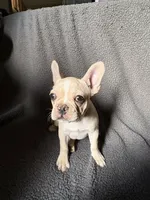 Merlin , a male French Bulldog for sale in Crystal River, FL – 1 of 2