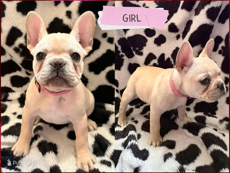 Evangeline  – French Bulldog puppy for sale in Crystal River, FL
