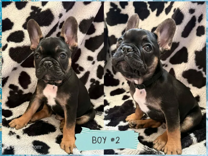 Koda – French Bulldog puppy on hold in Crystal River, FL