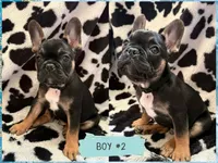 Koda, a male French Bulldog for sale in Crystal River, FL – 1 of 2