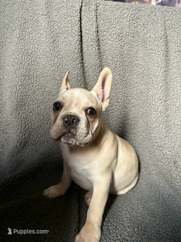 Arlo – French Bulldog puppy for sale in Crystal River, FL