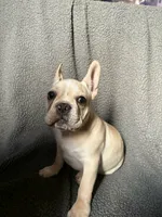 Arlo, a male French Bulldog for sale in Crystal River, FL – 1 of 2