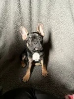 Koda, a male French Bulldog for sale in Crystal River, FL – 2 of 2