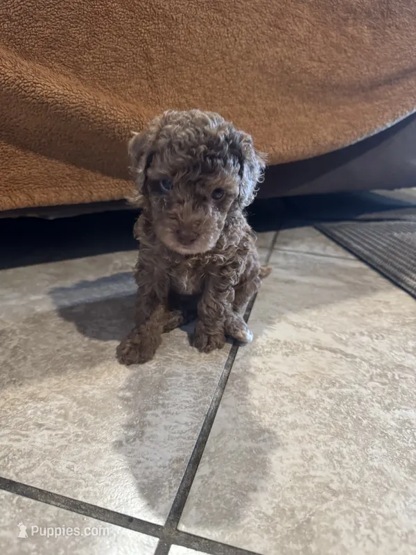 Jesse – Poodle - Toy  puppy for sale in San Jose, CA