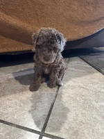 Jesse, a female Poodle - Toy  for sale in San Jose, CA – 1 of 3