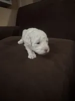 Leslie, a female Poodle - Toy  for sale in San Jose, CA – 2 of 9