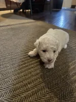 Leslie, a female Poodle - Toy  for sale in San Jose, CA – 7 of 9