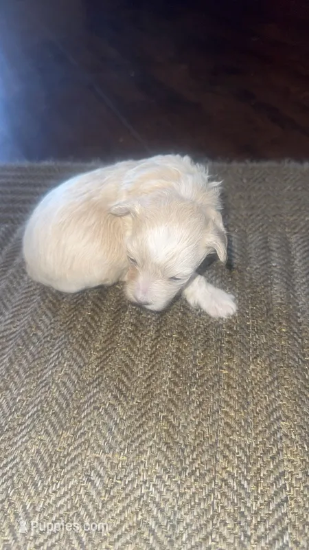 Sabrina  – Poodle - Toy  puppy for sale in San Jose, CA