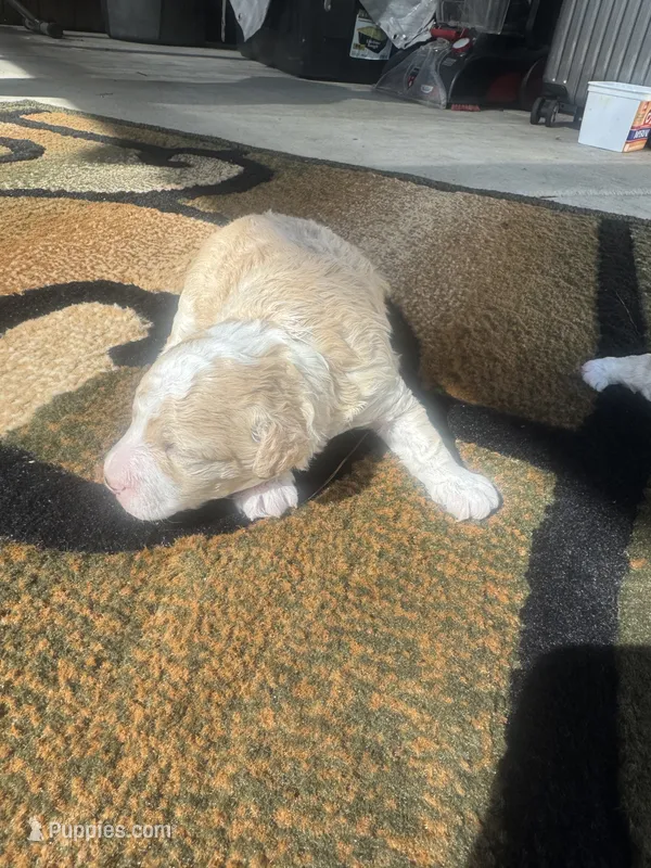 Noodle – Poodle - Toy  puppy for sale in Sacramento, CA