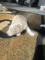 Noodle, a male Poodle - Toy  for sale in Sacramento, CA – 1 of 1