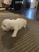 Leslie, a female Poodle - Toy  for sale in San Jose, CA – 6 of 9
