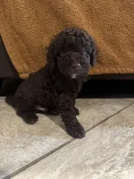 Bill, a male Poodle - Toy  for sale in San Jose, CA – 3 of 3