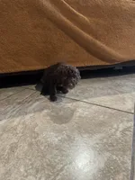 Bill, a male Poodle - Toy  for sale in San Jose, CA – 2 of 3
