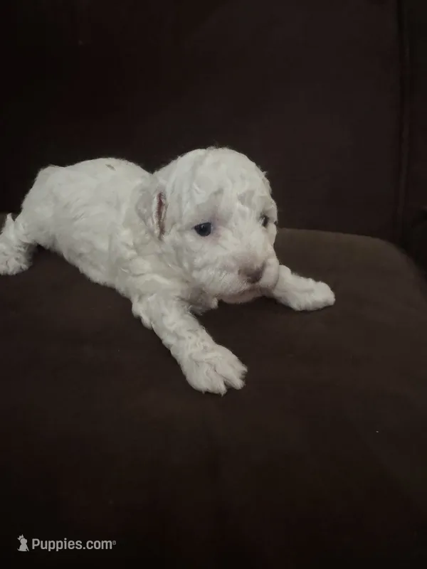Leslie, a female Poodle - Toy  for sale in San Jose, CA – 1 of 9