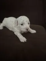 Leslie, a female Poodle - Toy  for sale in San Jose, CA – 1 of 9