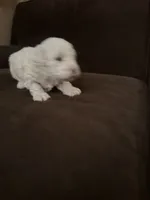 Leslie, a female Poodle - Toy  for sale in San Jose, CA – 4 of 9