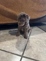 Jesse, a female Poodle - Toy  for sale in San Jose, CA – 2 of 3