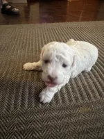 Leslie, a female Poodle - Toy  for sale in San Jose, CA – 5 of 9