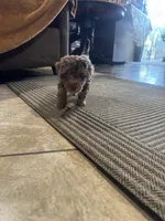 Jesse, a female Poodle - Toy  for sale in San Jose, CA – 3 of 3