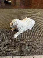 Leslie, a female Poodle - Toy  for sale in San Jose, CA – 8 of 9