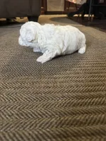 Leslie, a female Poodle - Toy  for sale in San Jose, CA – 9 of 9