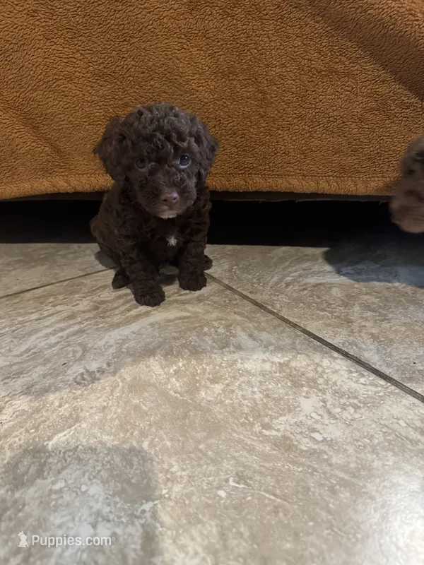 Bill – Poodle - Toy  puppy for sale in San Jose, CA