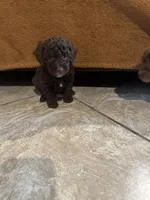 Bill, a male Poodle - Toy  for sale in San Jose, CA – 1 of 3